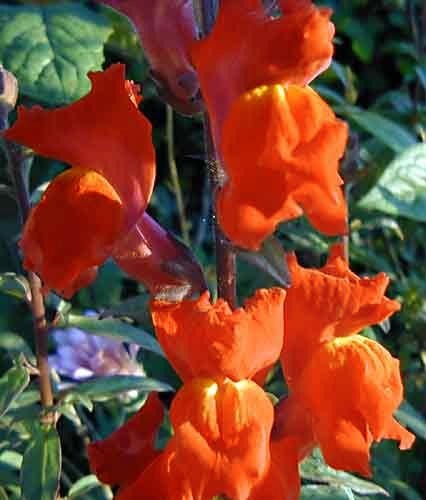 Antirrhinum majus maximum 'Orange Wonder'