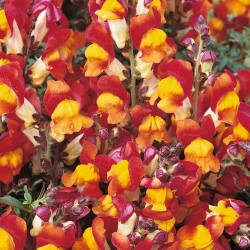 Antirrhinum majus maximum 'Rembrandt'