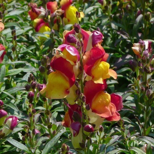 Antirrhinum majus maximum 'Rembrandt'
