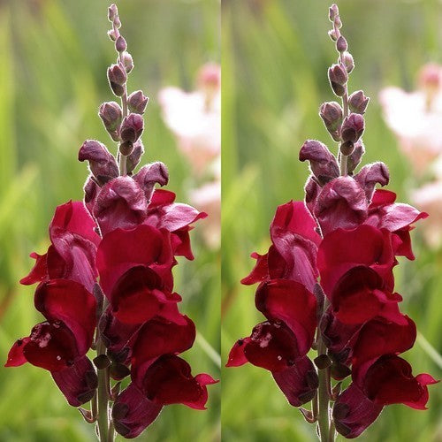 Antirrhinum majus maximum 'Ruby Red'
