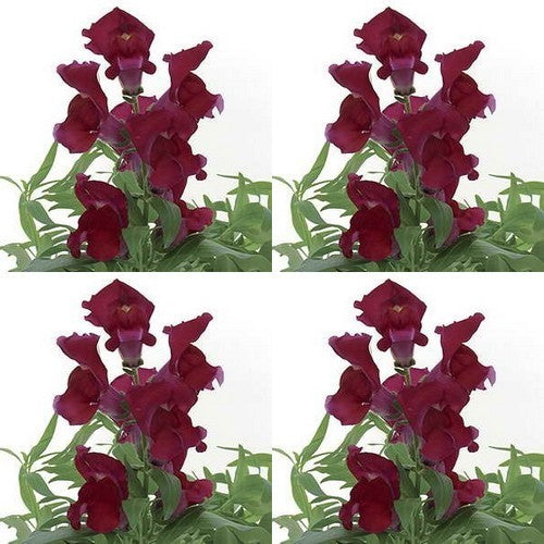 Antirrhinum majus maximum 'Ruby Red'