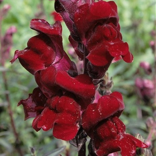 Antirrhinum majus maximum 'Ruby Red'