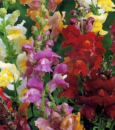 Antirrhinum majus maximum 'snappy Tongue'