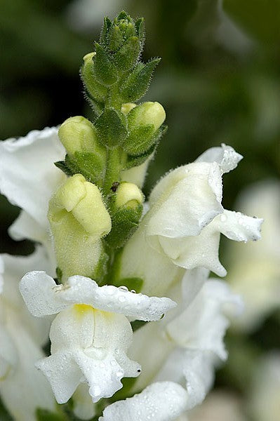 Antirrhinum majus maximum 'Snowflake'