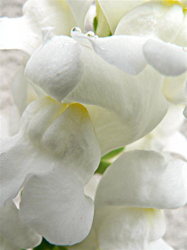 Antirrhinum majus maximum 'Snowflake'