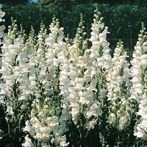 Antirrhinum majus maximum 'Snowflake'