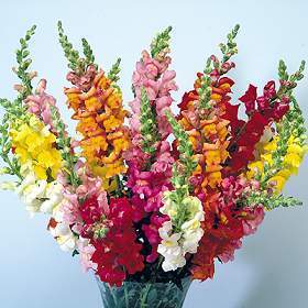 Antirrhinum majus maximum 'Mixture'