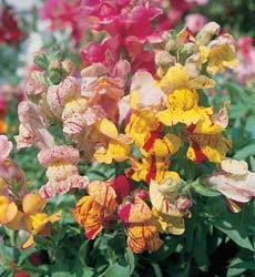 Antirrhinum majus nanum 'Candyman' / 'Torbay Rock' / 'Bizarr'