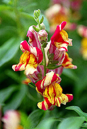 Antirrhinum majus nanum 'Candyman' / 'Torbay Rock' / 'Bizarr'