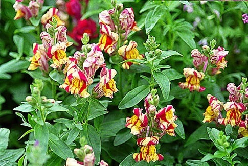 Antirrhinum majus nanum 'Candyman' / 'Torbay Rock' / 'Bizarr'
