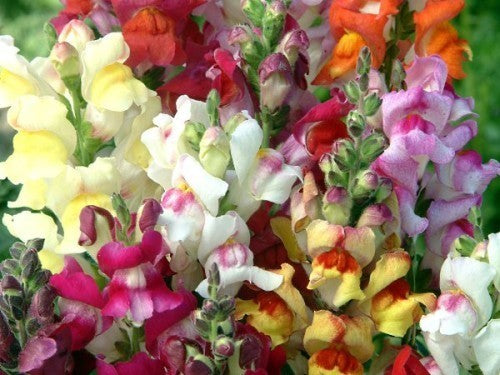 Antirrhinum majus nanum 'Circus Clowns'