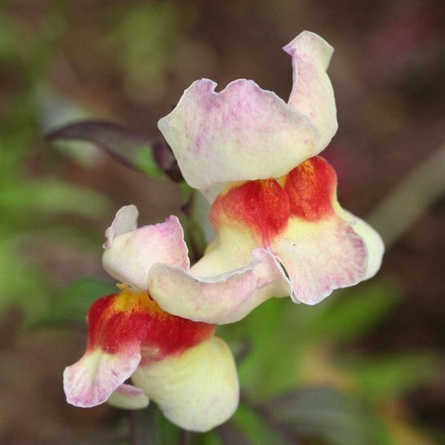 Antirrhinum majus nanum 'Circus Clowns'