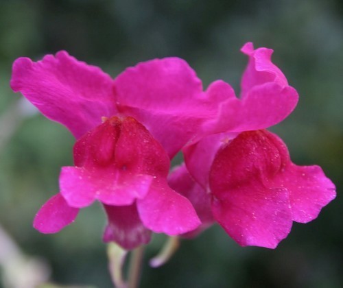 Antirrhinum majus nanum 'Circus Clowns'
