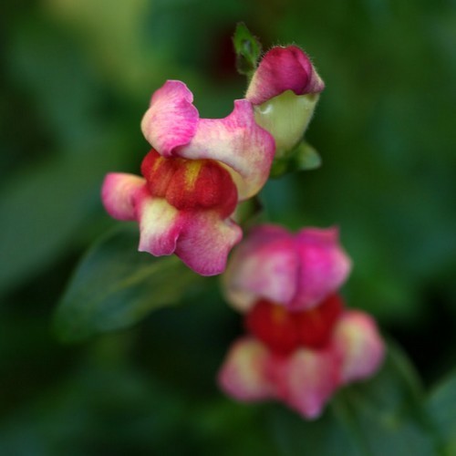Antirrhinum majus nanum 'Circus Clowns'