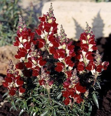 Antirrhinum majus nanum 'Night and Day'