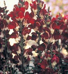 Antirrhinum majus nanum 'Night and Day'