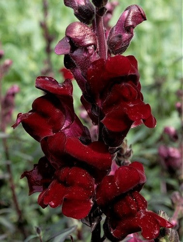 Antirrhinum majus nanum 'Black Prince'