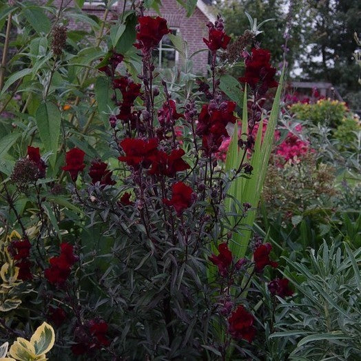 Antirrhinum majus nanum 'Black Prince'
