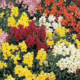 Antirrhinum majus nanum 'Rust Resistant'