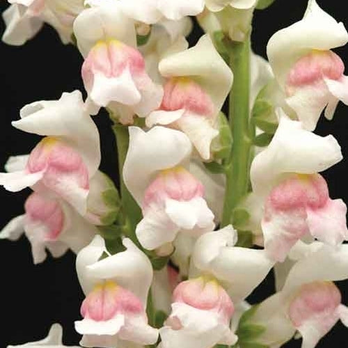 Antirrhinum majus pumilum 'Kimosy Appleblossom'