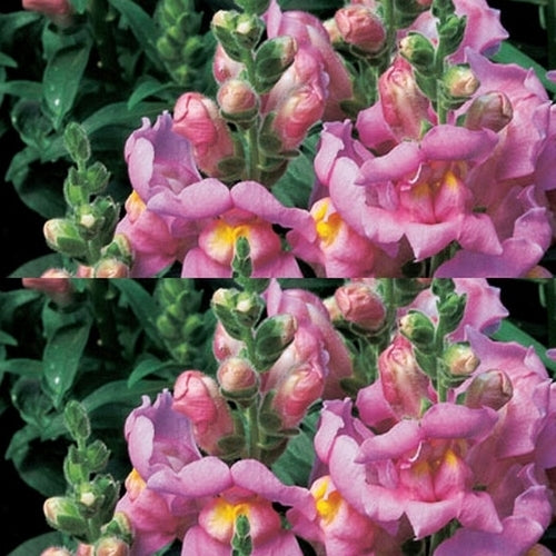 Antirrhinum majus pumilum 'Kimosy Delicate Rose'