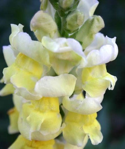 Antirrhinum majus pumilum 'Kimosy Sulphur Yellow'
