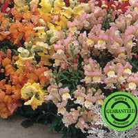 Antirrhinum majus pumilum 'Kimosy Sulphur Yellow'