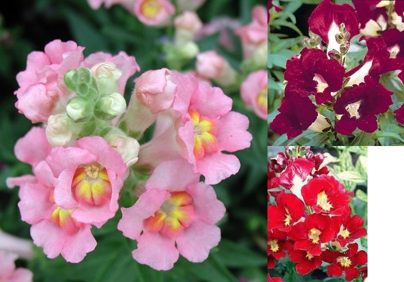 Antirrhinum majus nanum 'sachmo'