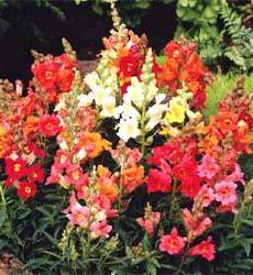 Antirrhinum majus nanum 'sachmo'