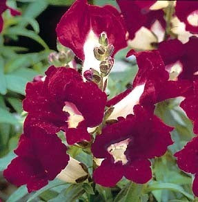 Antirrhinum majus nanum 'sachmo'