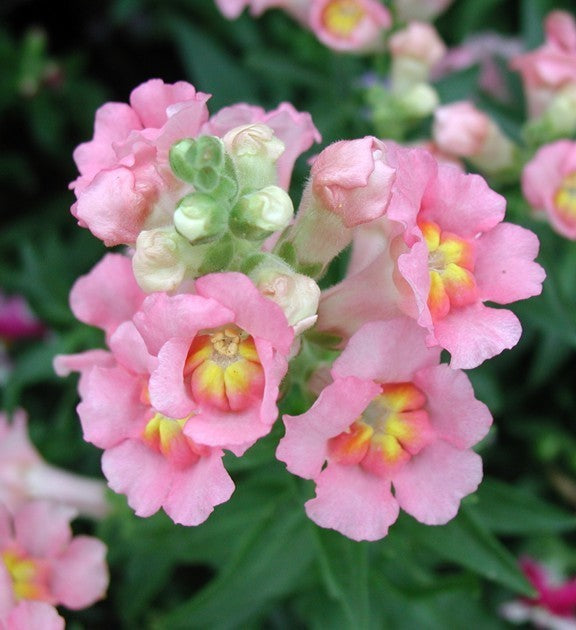 Antirrhinum majus nanum 'sachmo'