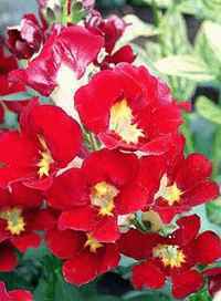 Antirrhinum majus nanum 'sachmo'