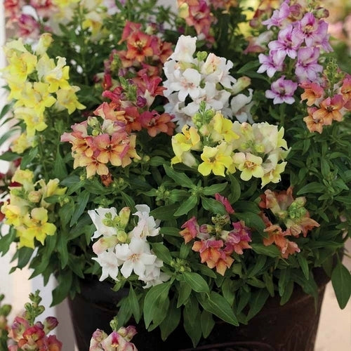 Antirrhinum majus pumilum 'Reminiscent Mixed' F1 hybride