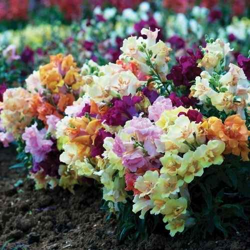 Antirrhinum majus pumilum 'Reminiscent Mixed' F1 hybride