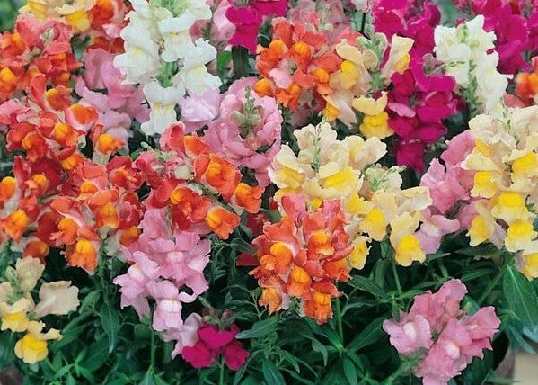Antirrhinum majus pumilum 'Tom Thumb'