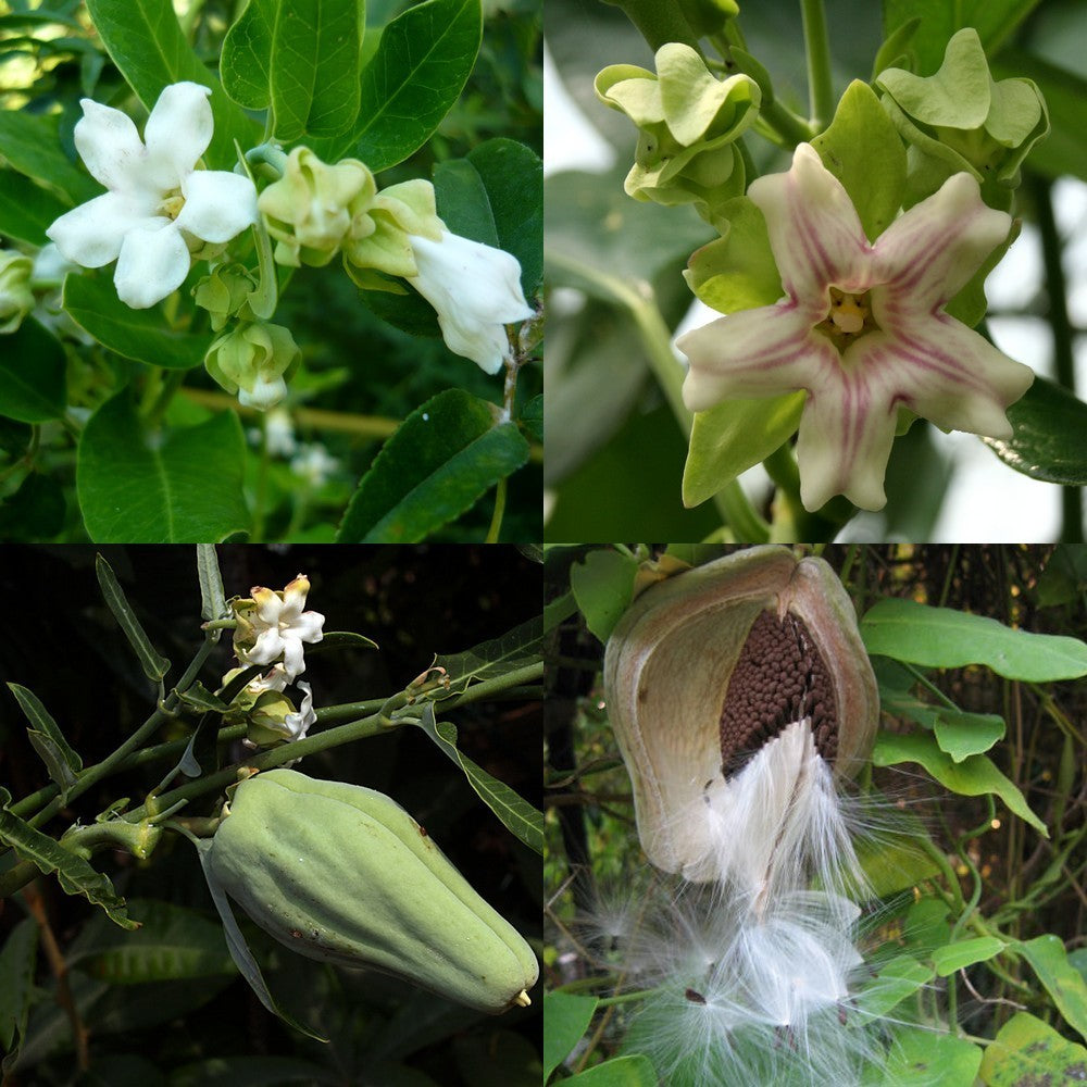 Araujia Sericifera