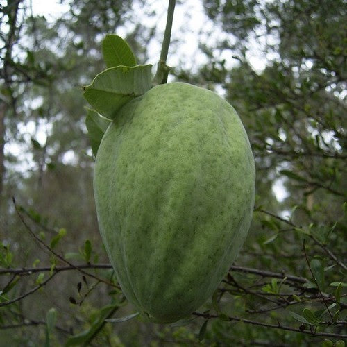 Araujia sericifera