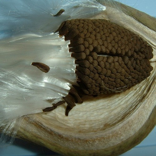 Araujia sericifera