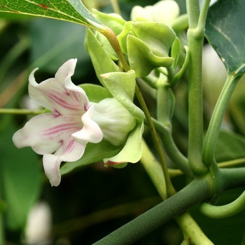 Araujia sericifera