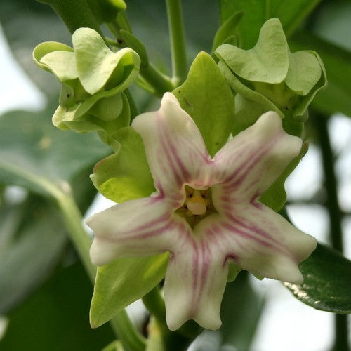 Araujia sericifera