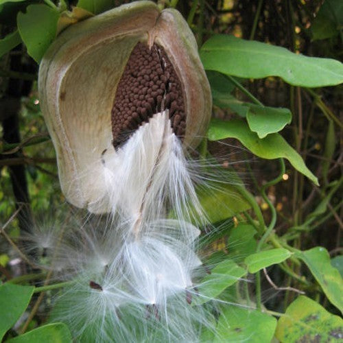 Araujia sericifera