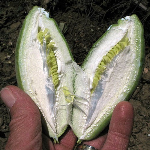 Araujia sericifera