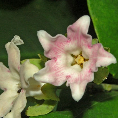 Araujia sericifera