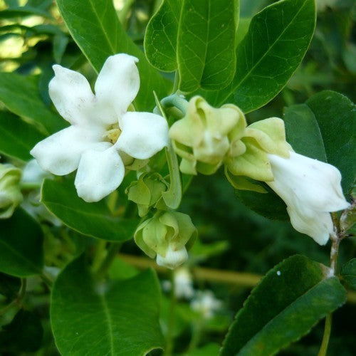 Araujia sericifera