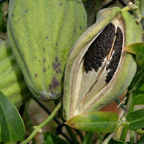 Araujia sericifera