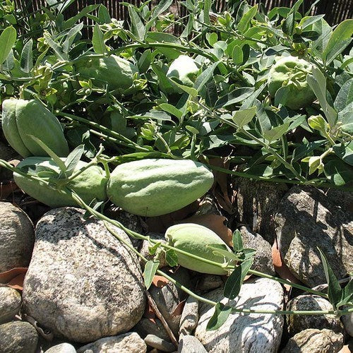 Araujia sericifera