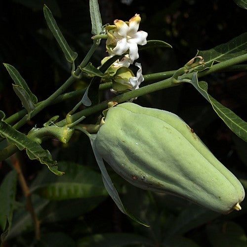 Araujia sericifera