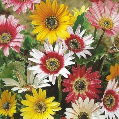 Arctotis acaulis 'Harlequin Mixed'