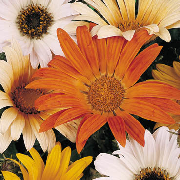 Arctotis acaulis 'Harlequin Mixed'