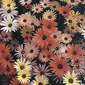 Arctotis acaulis 'Harlequin Mixed'